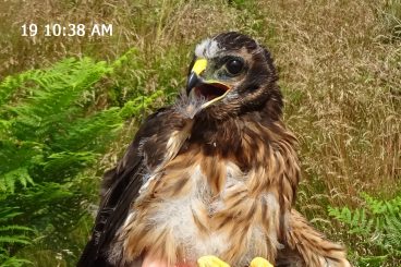 Concern for missing hen harrier