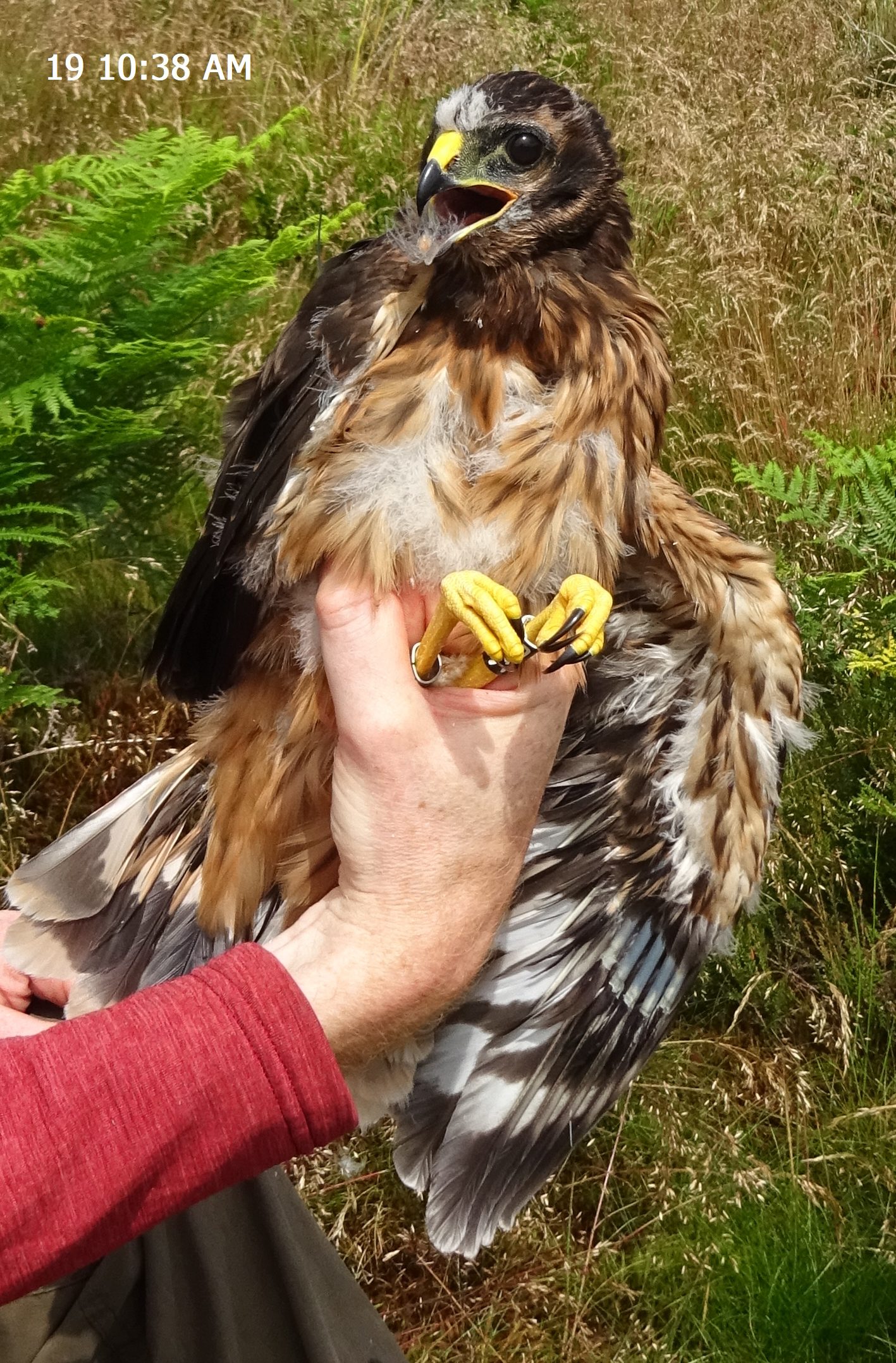 Concern for missing hen harrier