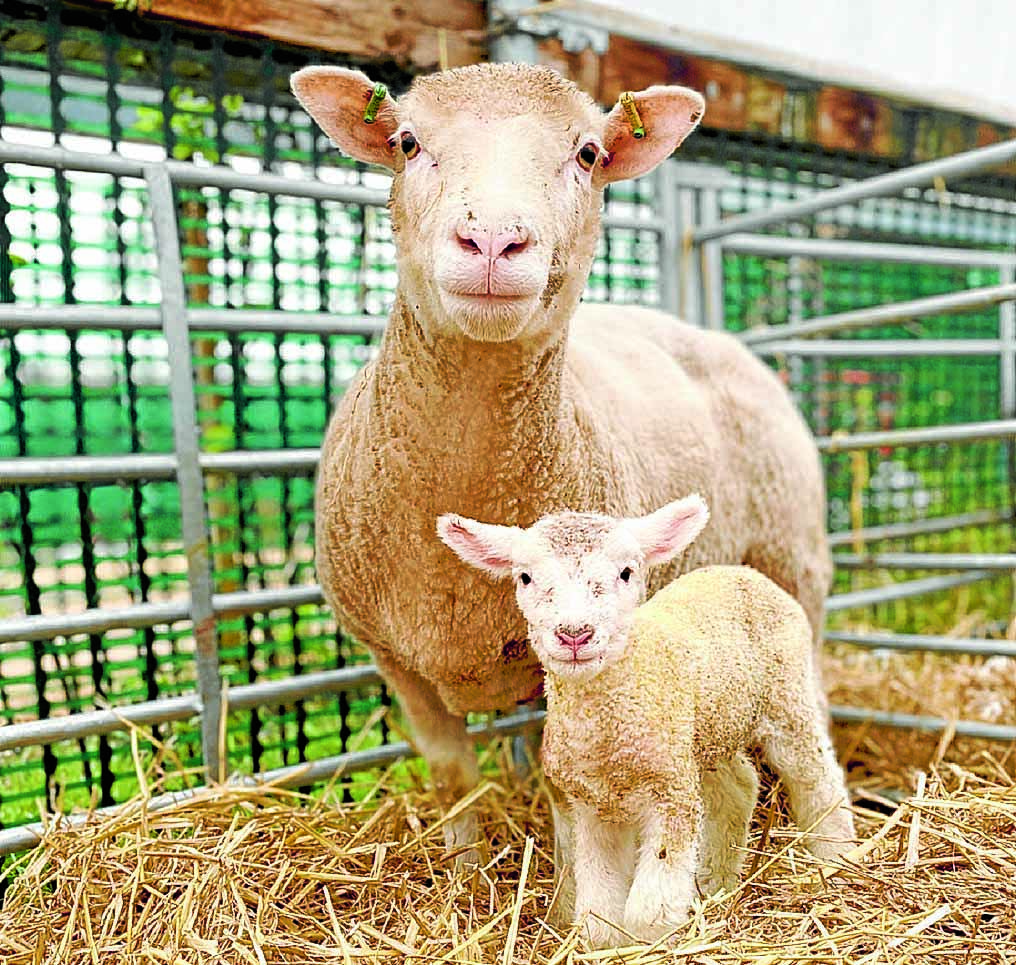 Autumn lambs welcomed