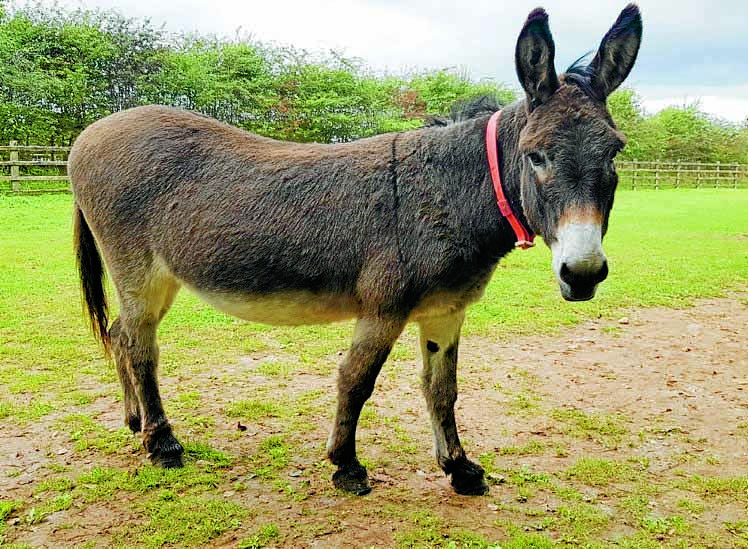 Feet first for Josh the donkey