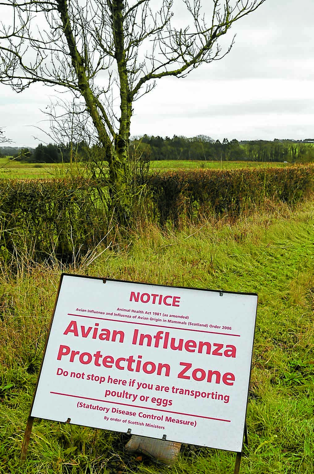 Bird flu control zones lifted