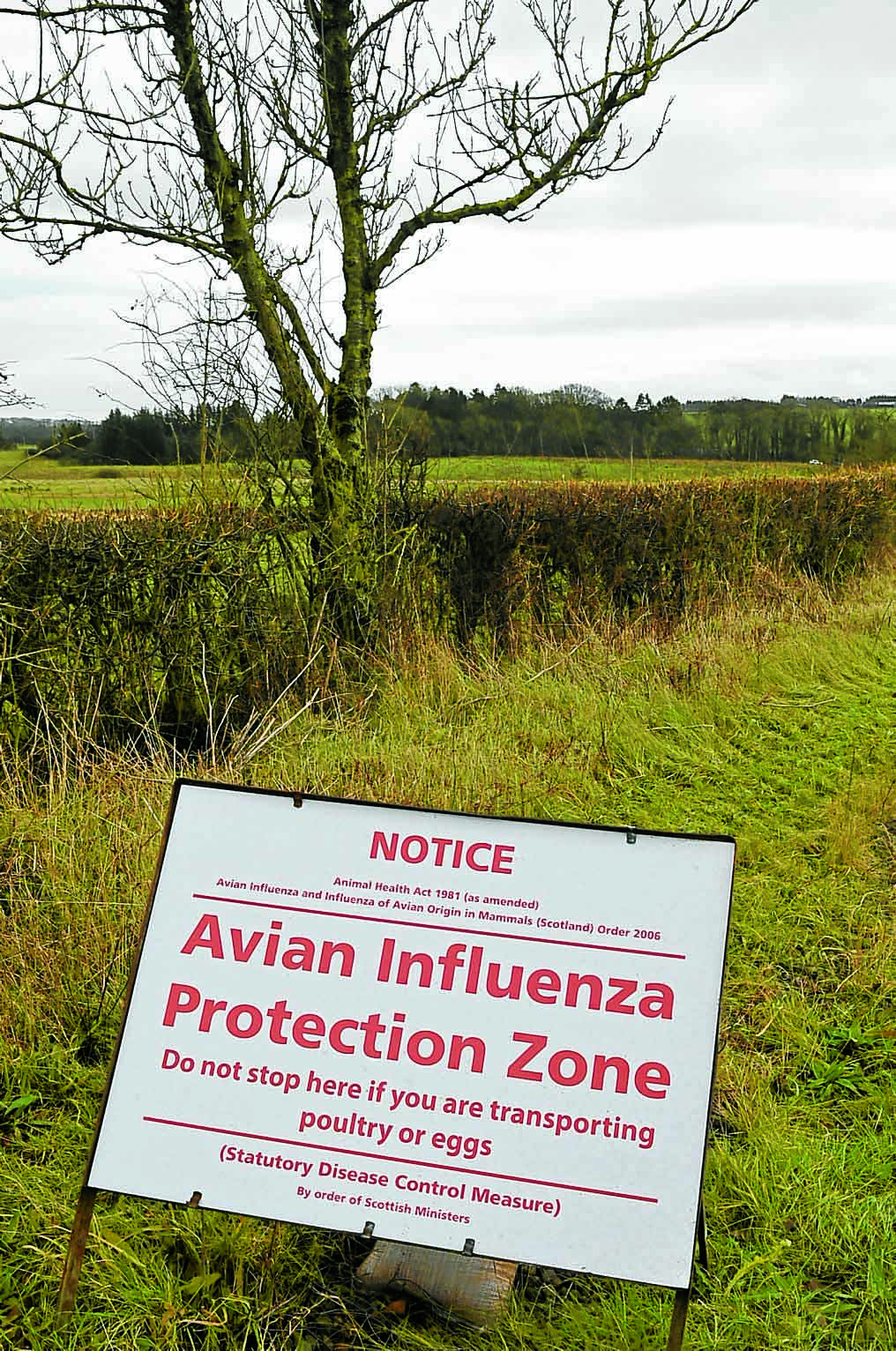 Avian flu case