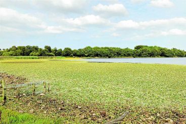 Plan agreed to control Loch lily