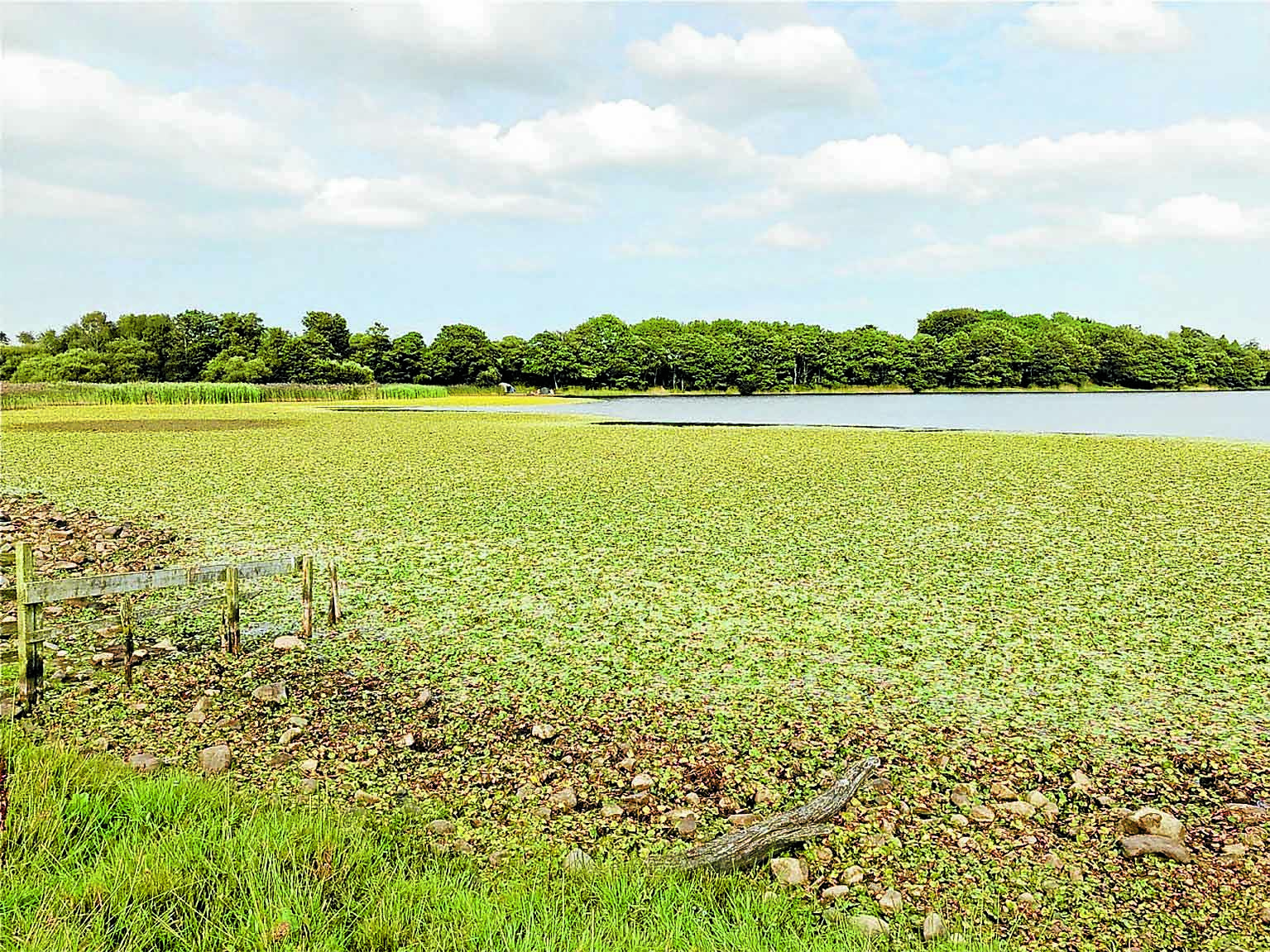 Plan agreed to control Loch lily