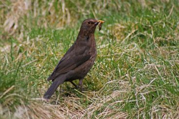 Ask the ornithologist