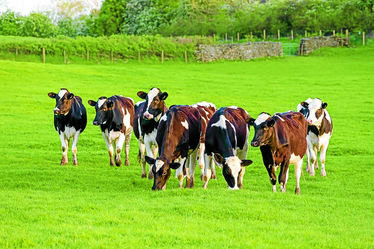 Milking the eco benefits of private investment