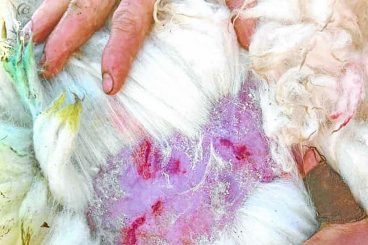 Second sheep attack