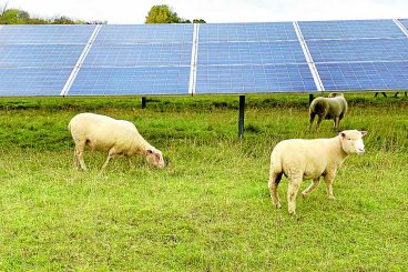 Huge solar farm approved