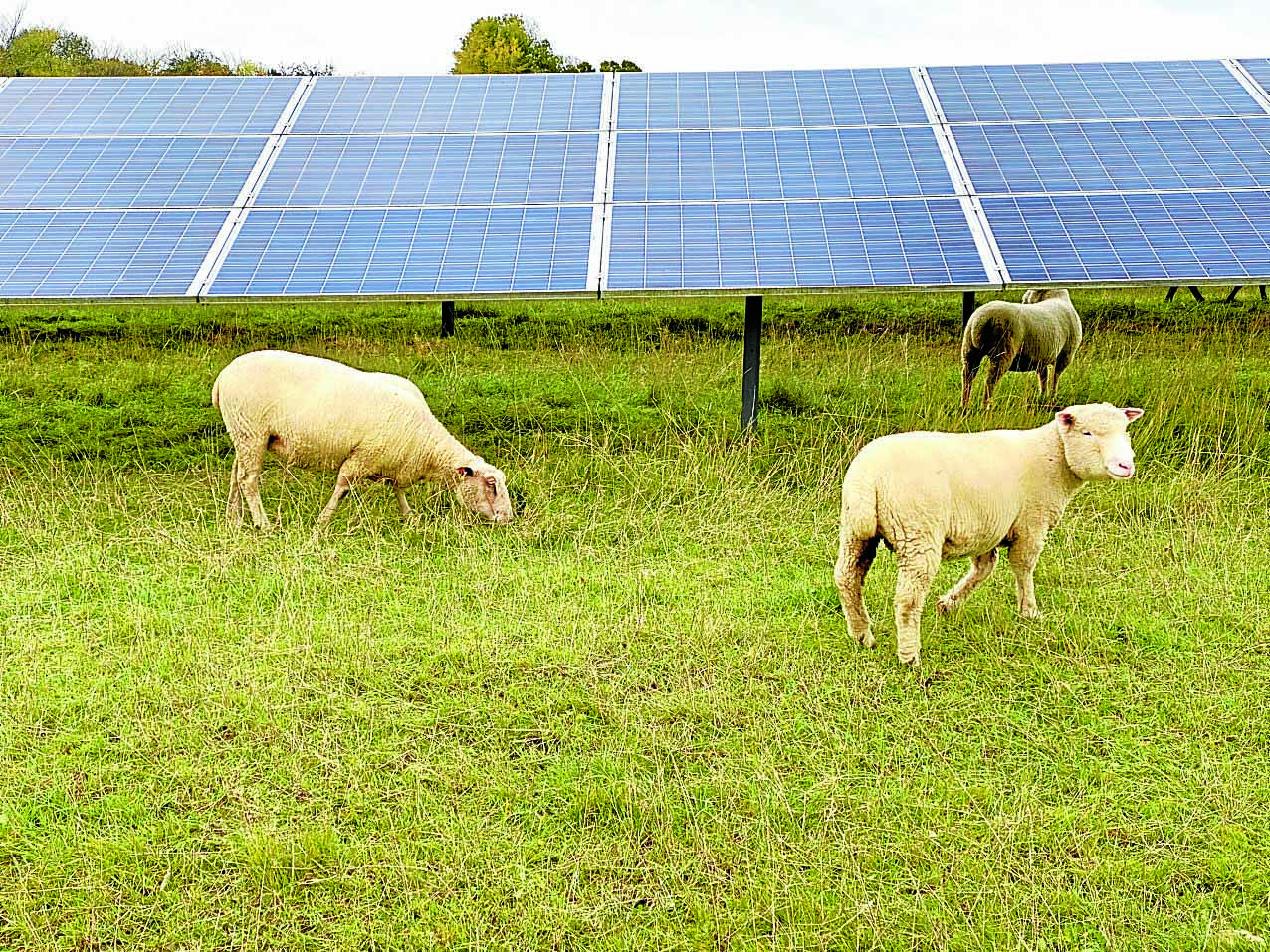 Huge solar farm approved