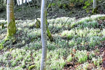 It’s snowdrop Sunday!