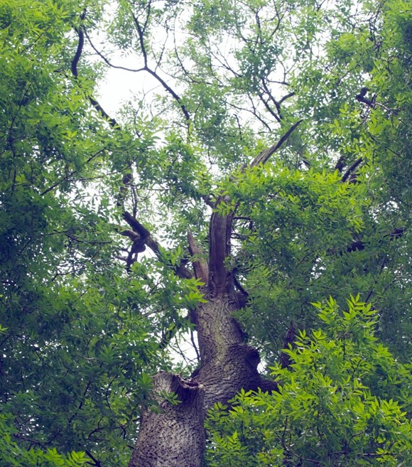 Hunt on for Scottish ash tree