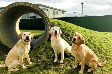 Temporary homes needed for trainee guide dogs