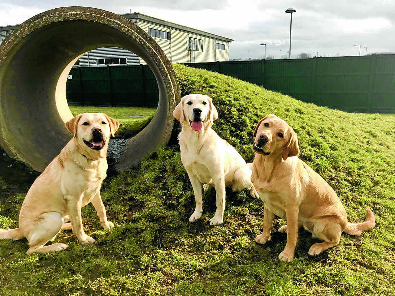 Temporary homes needed for trainee guide dogs