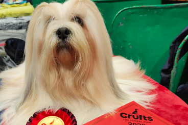 Crufts joy for Annandale dogs