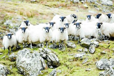 Blackface wool project looks for new markets