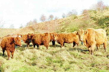 GPS cattle project is a first