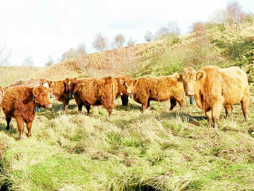 GPS cattle project is a first