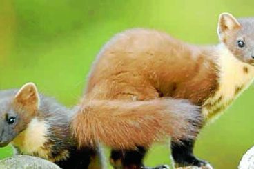 Boost for pine marten project