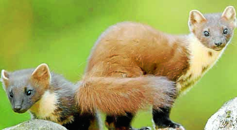 Boost for pine marten project