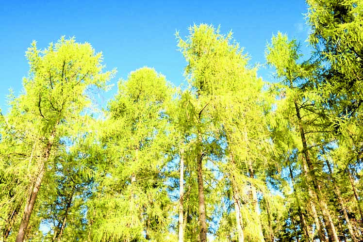 Mass larch felling plan to stem disease