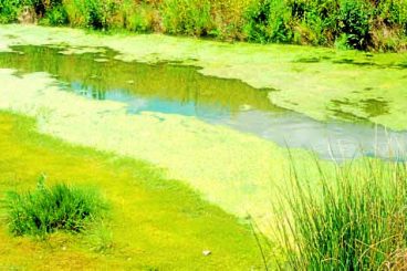 Deadly algae warning