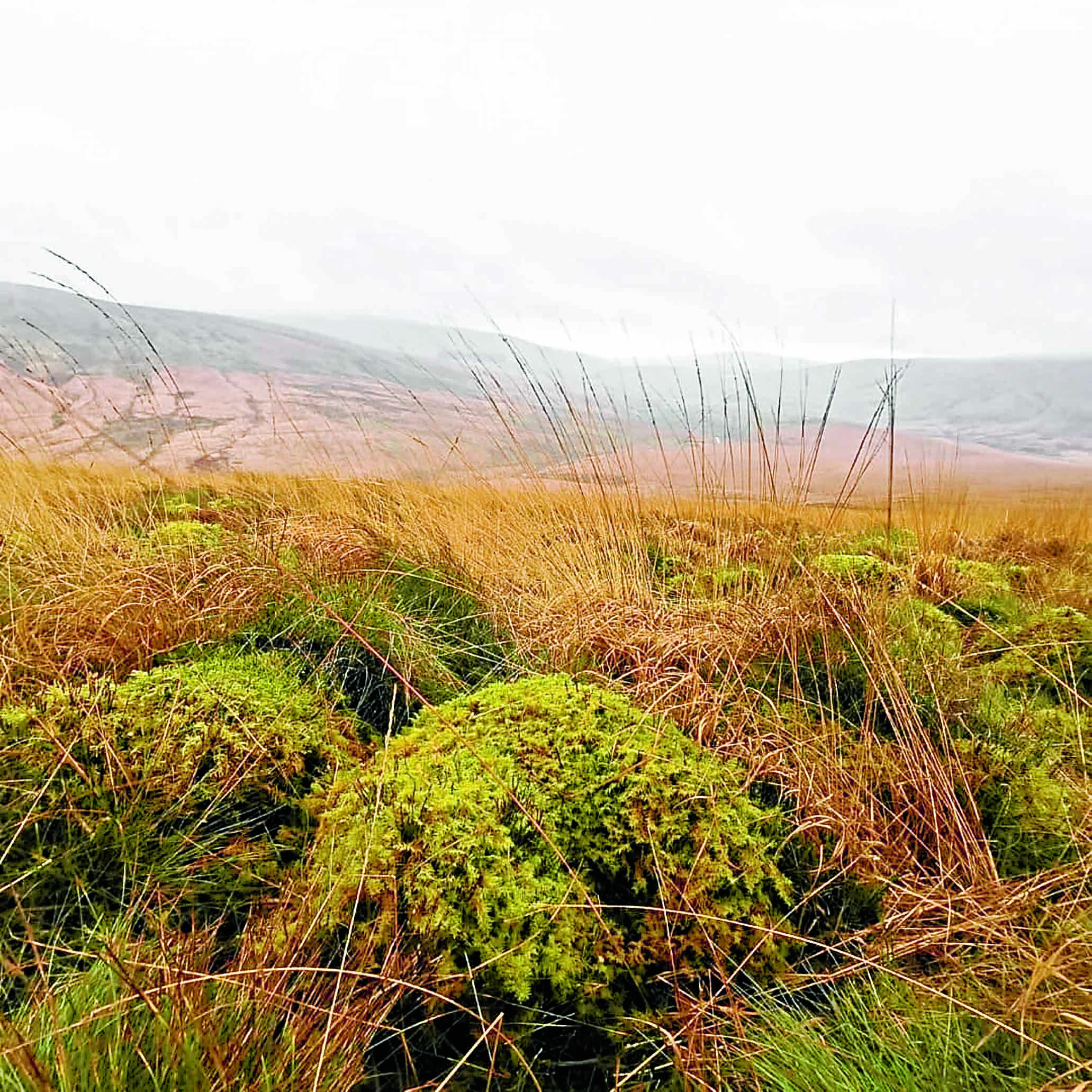 Donations plea for Langholm Moor