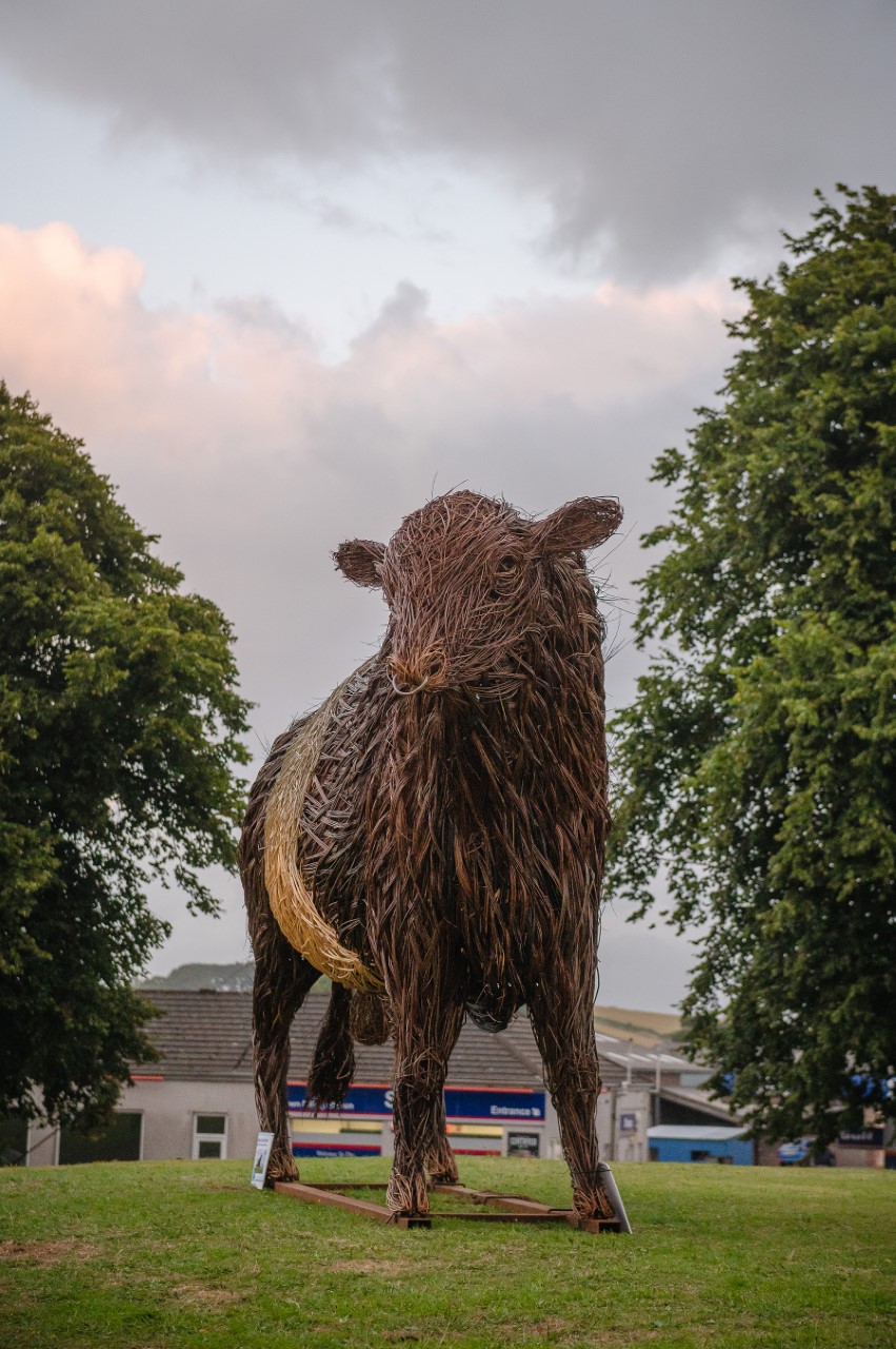 Beltie on tour