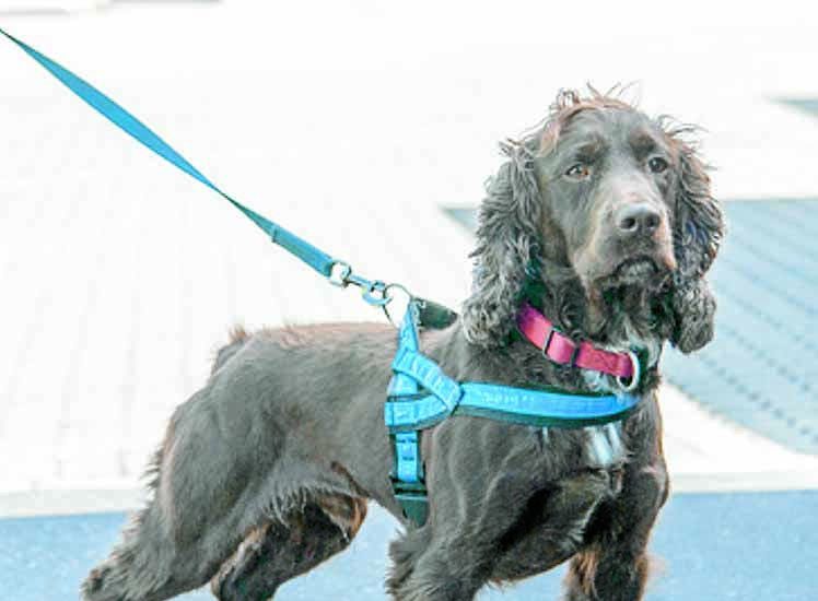 Top dog Gizmo busts drugs haul
