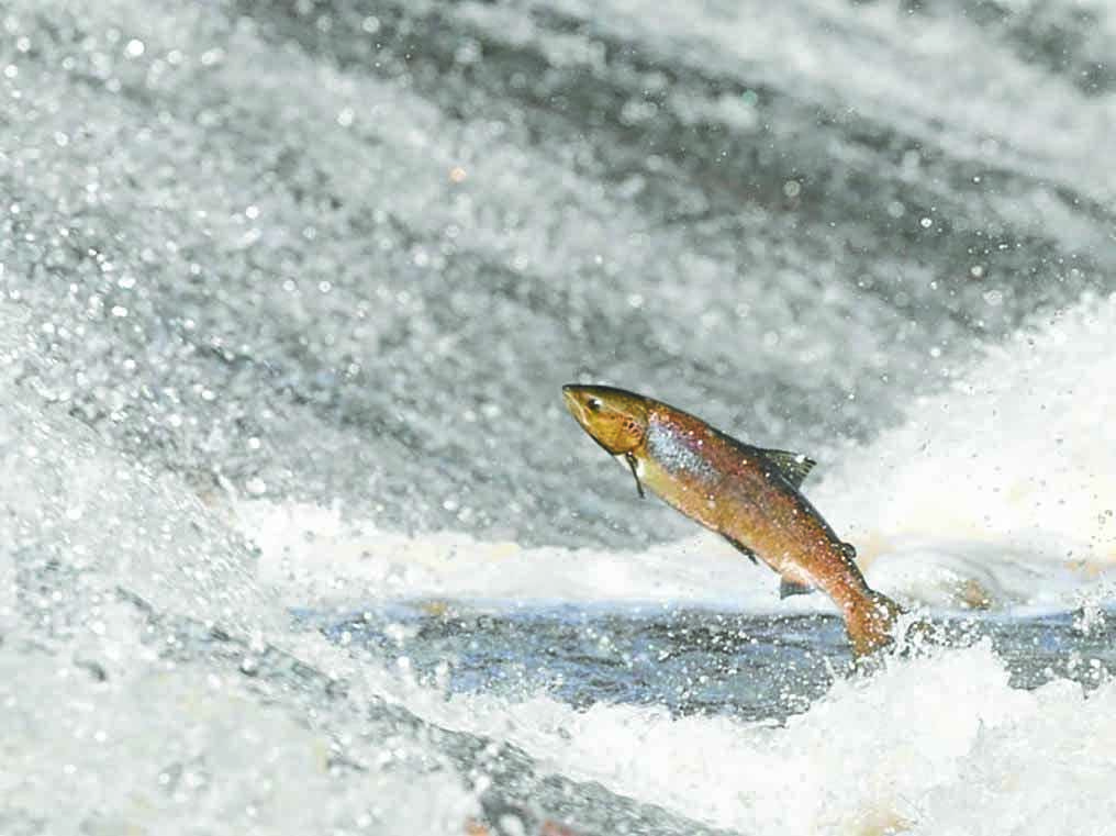 Fall in fish numbers