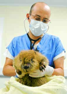 Vet to talk at festival
