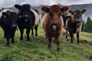 New record set at Beltie sale