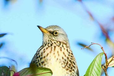 Bird count appeal