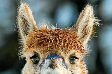Alpaca owners urged to make voices ‘herd’