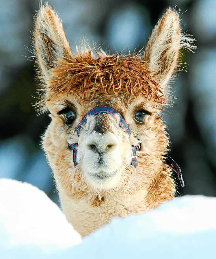 Alpaca owners urged to make voices ‘herd’