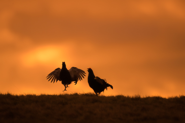 Black grouse project gets funding