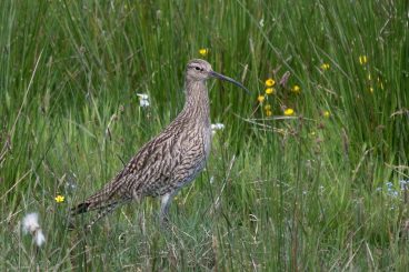 Putting curlews in the spotlight