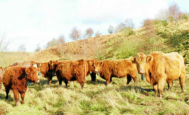 Cattle GPS collar trackers are a success