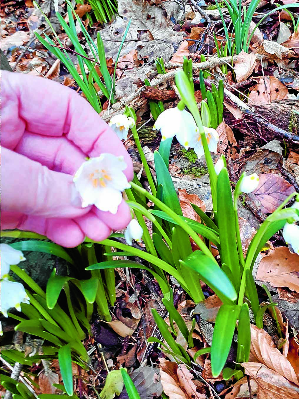 Floral find