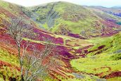 Residents say no to forestry plans
