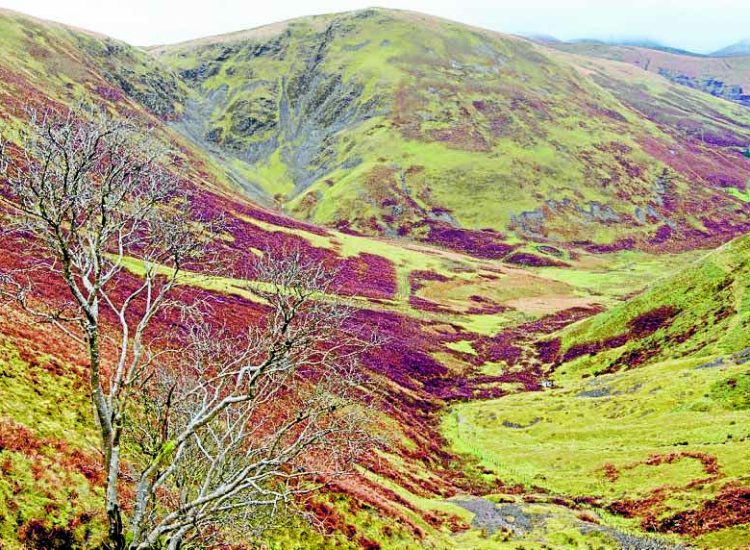 Residents say no to forestry plans