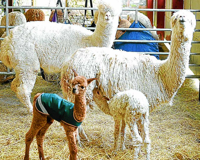 alpaca mothers and babies