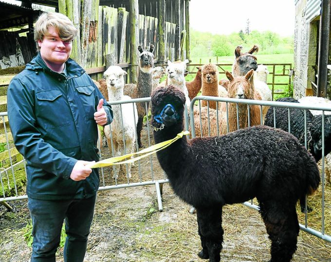 alpaca meet and greet