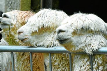 Alpaca experiences open in Canonbie