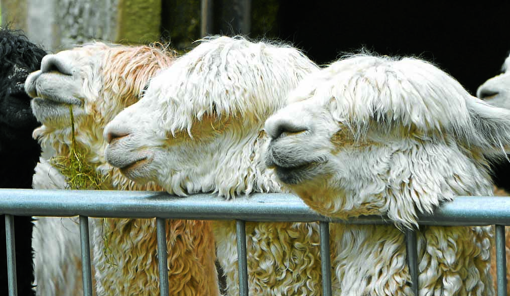 Alpaca experiences open in Canonbie