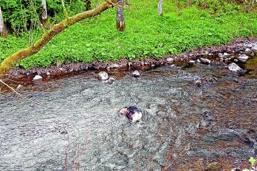 Dumped cows shock