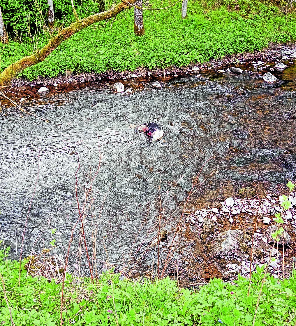 Dumped cows shock