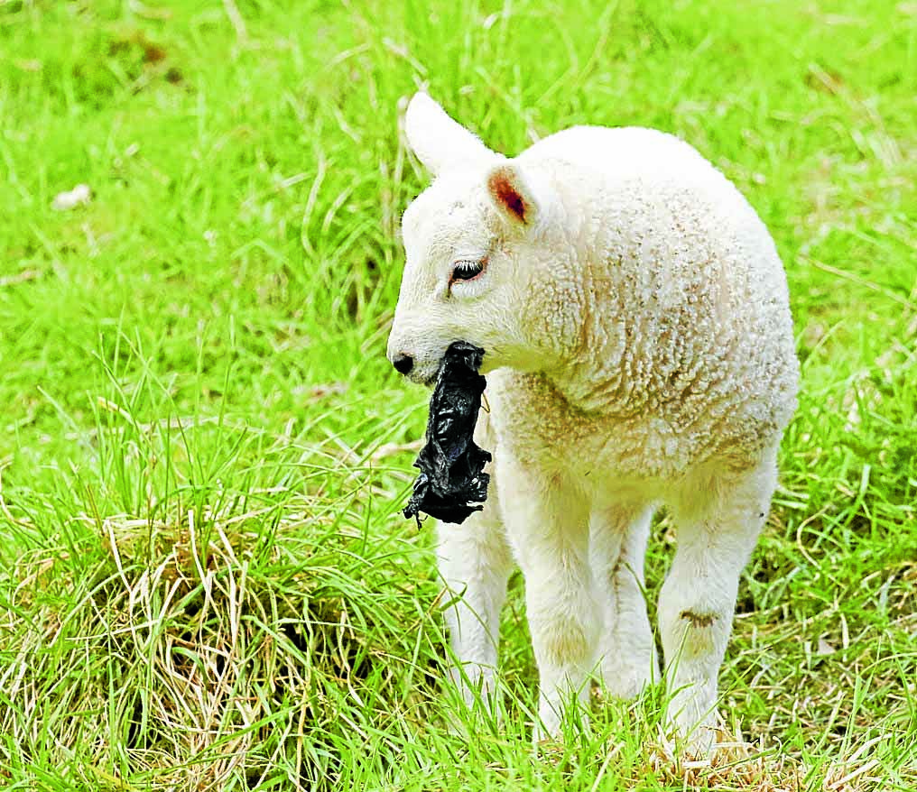 Poo bag plague sparks fury