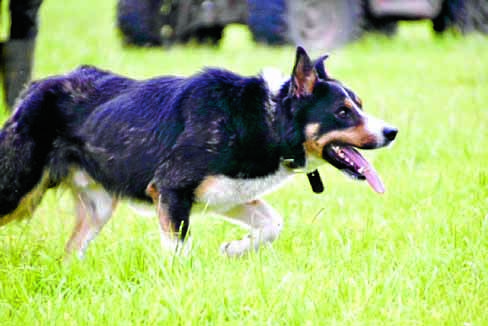 Retired sheepdogs for sales sale