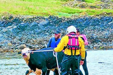 Moo-vellous sea rescue