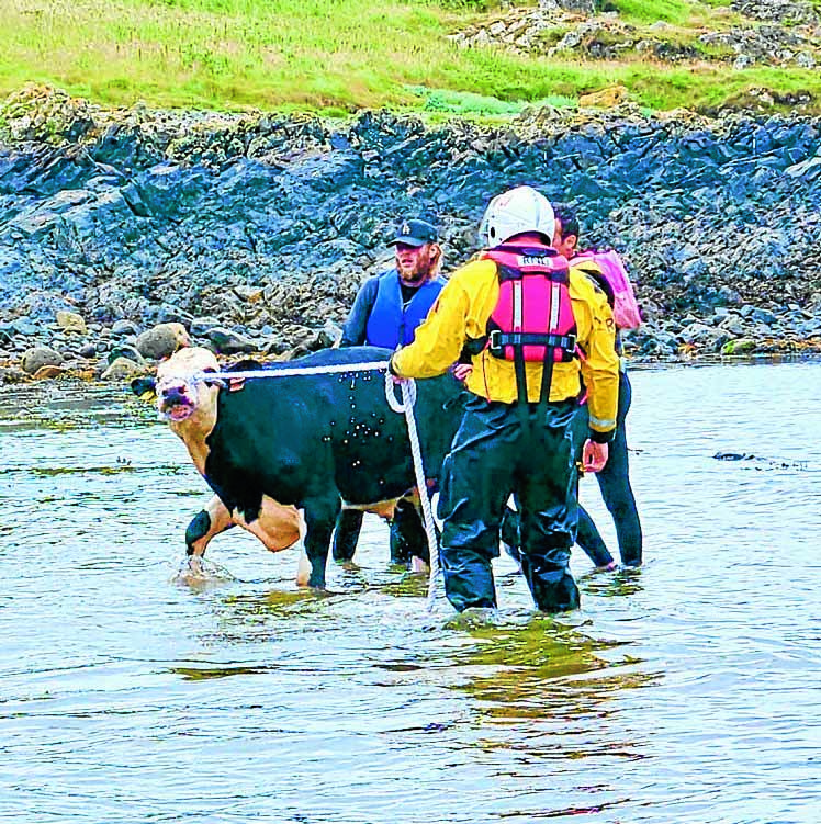 Moo-vellous sea rescue